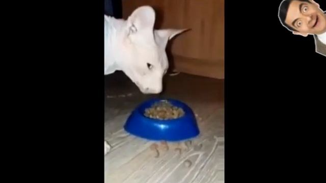 НОВЫЕ ПРИКОЛЫ 2017, ЛУЧШИЕ РУССКИЕ ПРИКОЛЫ, СМЕШНЫЕ ВИДЕО 2017 смотреть онлайн