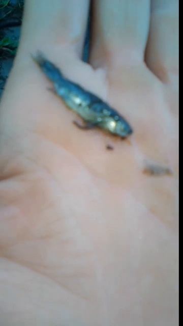 Литвин купил новую машину//мой деревенский пруд! # #при?