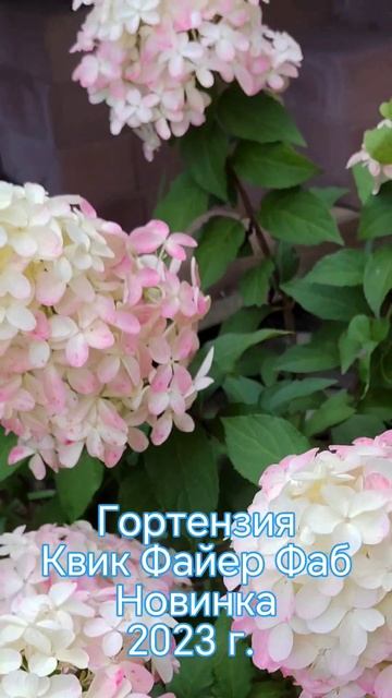 Гортензии #почто# Заказ через # Whatsapp +79026881386 смотреть онлайн