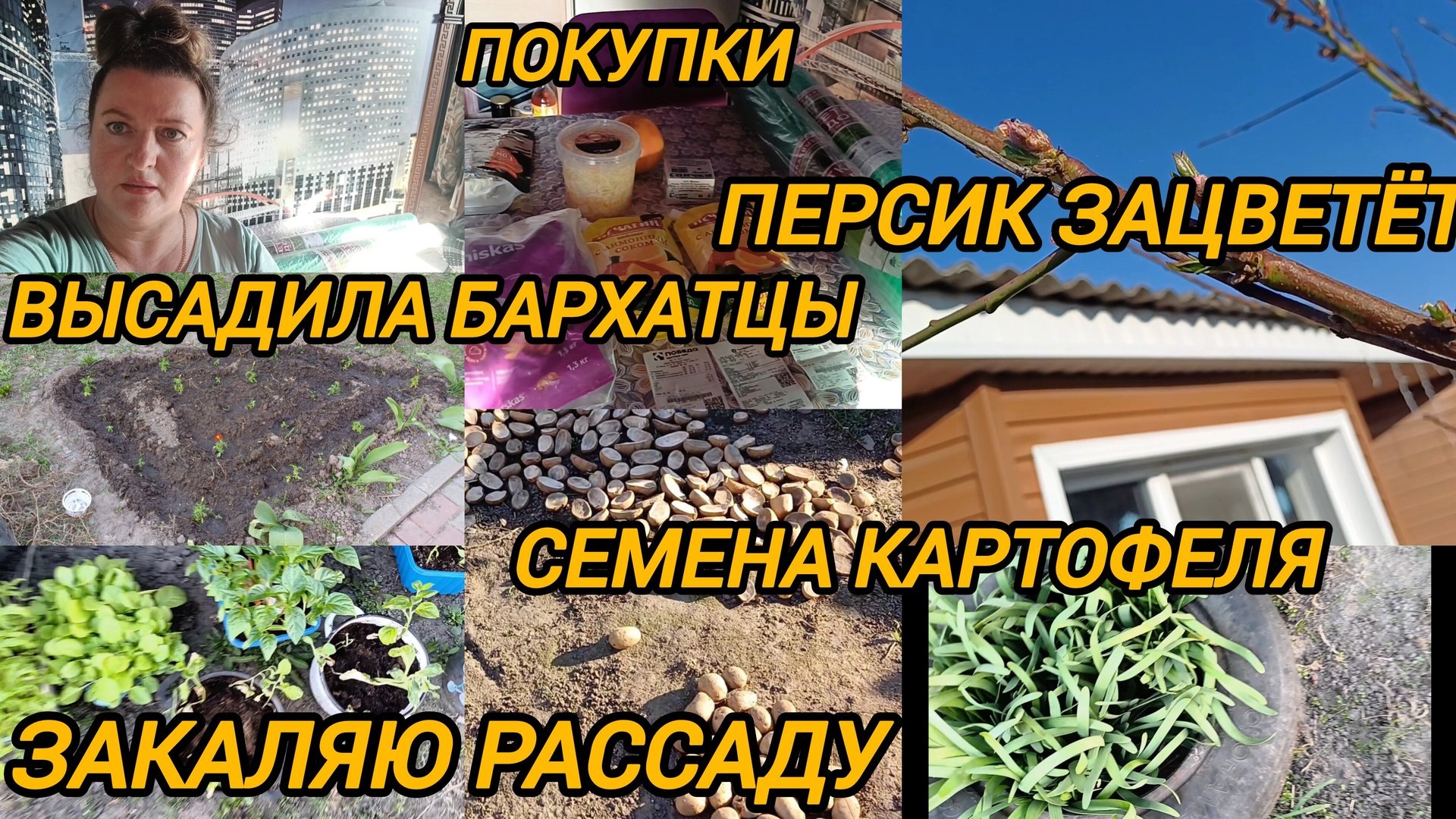 ВЫСАДИЛА БАРХАТЦЫ/ЗАКАЛЯЮ РАССАДУ/СЕМЕНА КАРТОФЕЛЯ/ПОКУПКИ смотреть онлайн