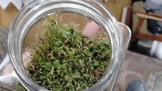 Мшистый микромир в банке. смотреть онлайн