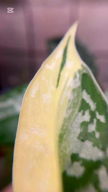 Сциндапсус майяри / scindapsus mayari #plants #обзорорхидей #anturium # смотреть онлайн