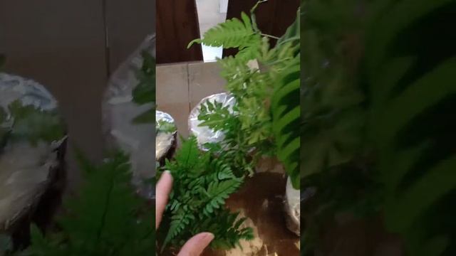 распаковка большой посылки с комнатными цветами, папо смотреть онлайн