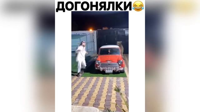 ЛУЧШИЕ ПРИКОЛЫ с животными 2020! №11 Смешные коты,собаки новинки видео смотреть онлайн