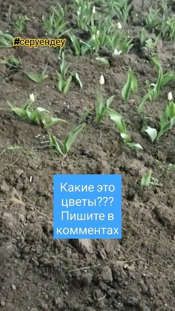 Угадайте какой цветок? #астана #astana #серуендеу #погода # смотреть онлайн