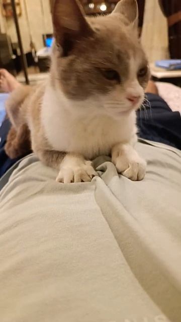 Новый массажёр #shorts #cat #массаж #мастеркот #relax #массаж смотреть онлайн