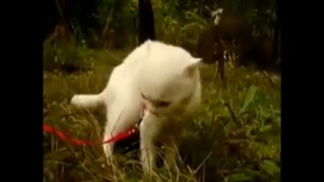 Стас Давыдов (This Is Horosho) - Голый мужик смотреть онлайн