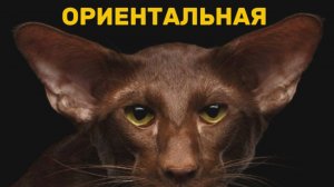 Ориентальная кошка. Все о породе. Почему ориентальных кошек считают инопланетянами ?