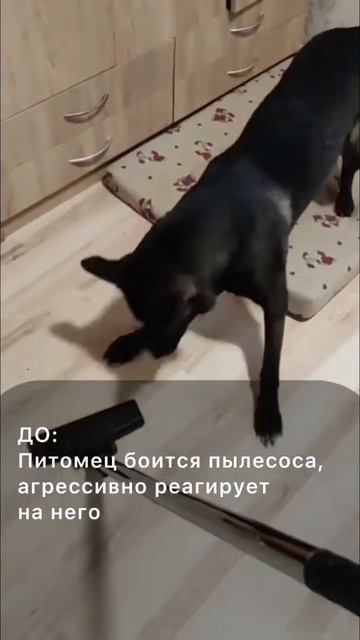 Страх пылесоса до обучения в Школе Антуана Наджаряна # смотреть онлайн