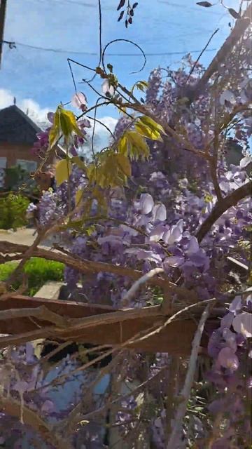 глициния💜#flowers #trend #shortvideo #эстетика #красота #цветы #love смотреть онлайн