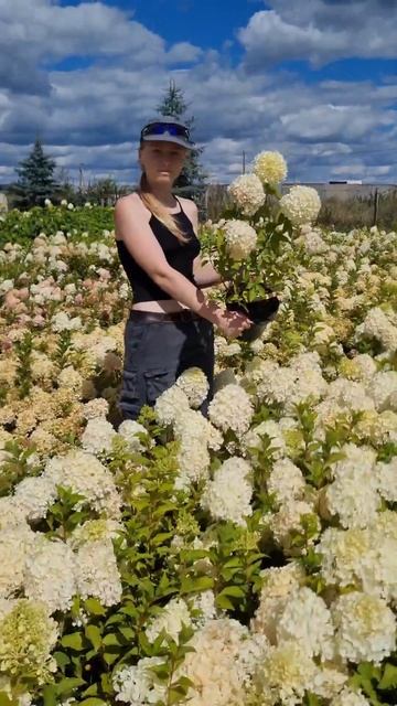 Гортензія волотиста Полар Бір (біла) Hydrangea Paniculata Polar Bear