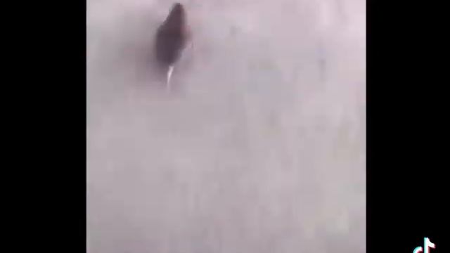 Французская мышь-Русская мышь смотреть онлайн