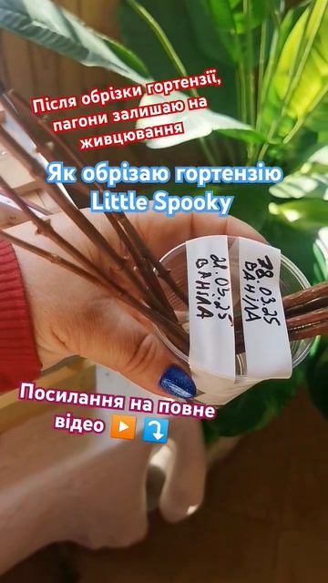 ВІТАЮ ПІДПИШИСЬ SUBSCRIBE Як обрізати волотисту гортензію