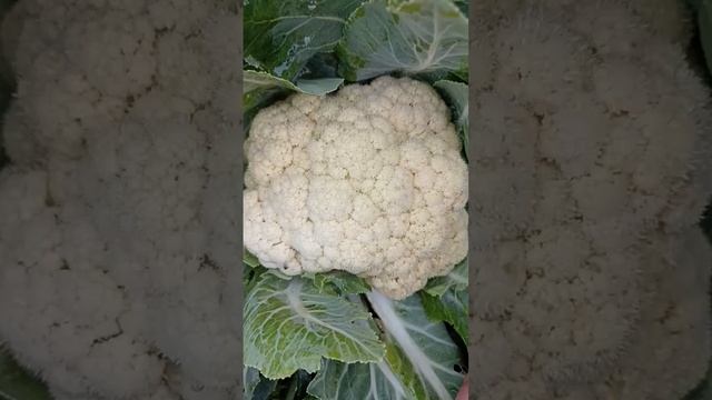 Цветная капуста смотреть онлайн