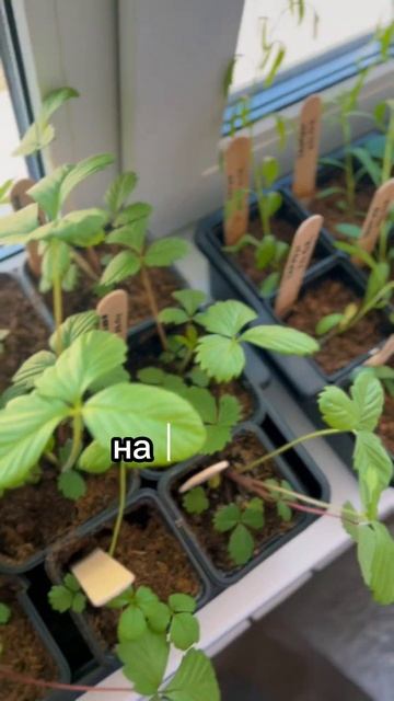 Сначала ты сделаешь узкие подоконники , потом закупае? смотреть онлайн