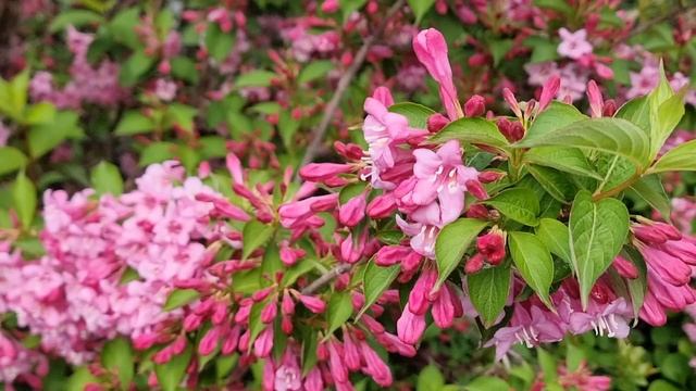 Вейгела цветущая Жи́молость 27 апреля 2025 г. смотреть онлайн