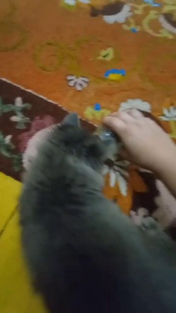 Коты есть, 😆своих мышей нет, вот нам привозят полаком? смотреть онлайн