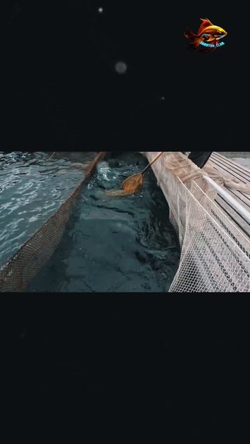 Рыбалка Великие производители икры Выращивание рыбы #