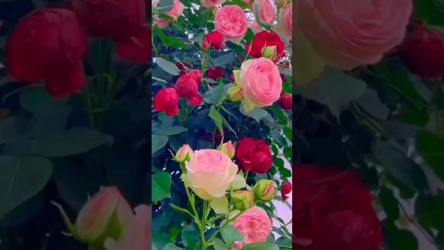 Жизнь и есть самая большая драгоценность ☀🌞✨. автор смотреть онлайн