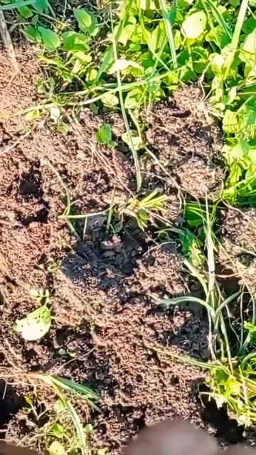 что это , не утюг ли? смотреть онлайн