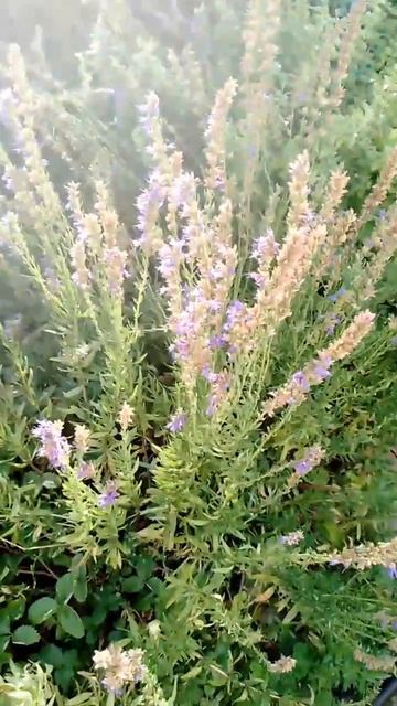 СИНИЕ ЦВЕТЫ В ПАЛИСАДНИКЕ ДЛЯ НЕТРАДИЦИОННОЕ САДОВОД? смотреть онлайн