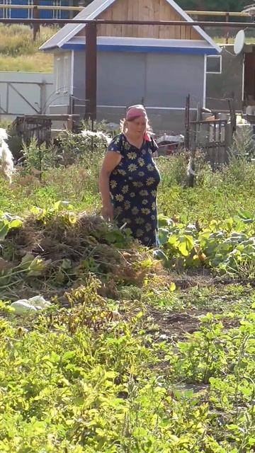 Бабушка рвёт траву на огороде смотреть онлайн