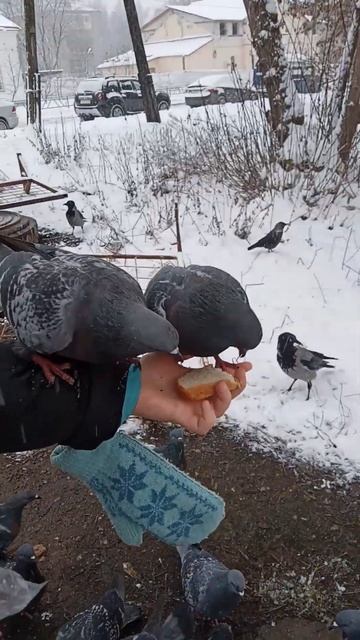 обычные голуби едят из руки 🕊️ смотреть онлайн