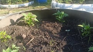 Высокие  грядки  наглядный  ПРИМЕР  сравнение  с обычны