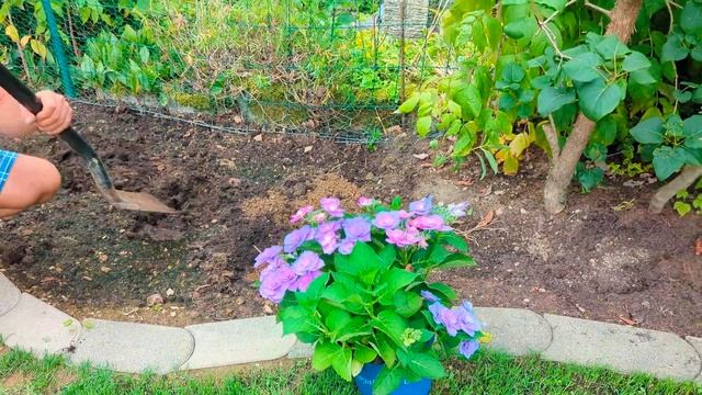 Как прошли выходные.Купили новую Гортензию 🌸 Готовлю смотреть онлайн
