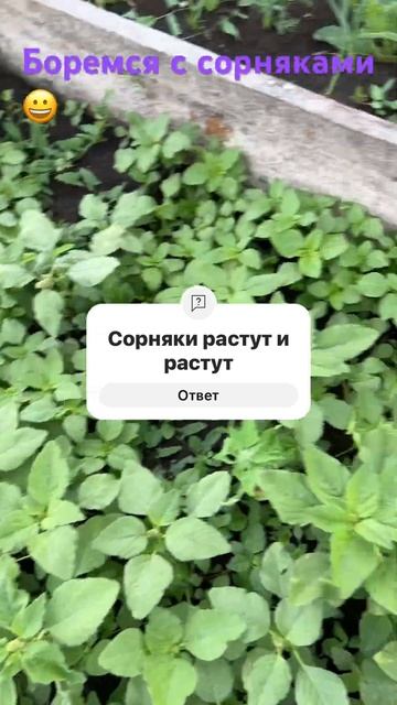 Июль , боремся с сорняками🥗🌳 #дача #garden #огород #цветы