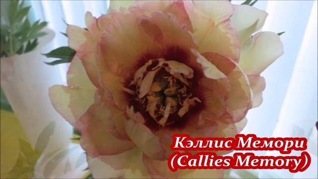 ПИОНОВОЕ ВЕЛИКОЛЕПИЕ (сорта пионов с выставок разных ? смотреть онлайн