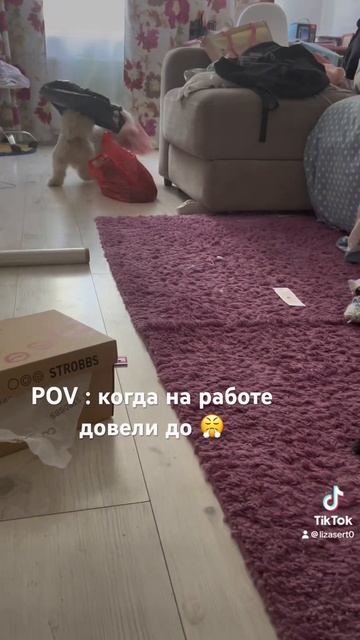 Нервный срыв #youtubeshortsvideo #шитцу #рекиютуба #собакиприко смотреть онлайн