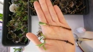 Черенкование гортензии метельчатой (способ 1) зелёной