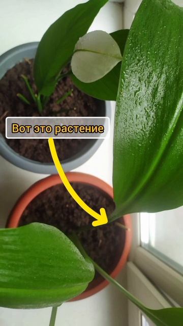 Что это за растение? 😳 #лесная_на_всю_голову #садовод #? смотреть онлайн