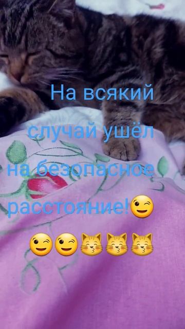 Барсик уже не боится фена, почти! А как ваши коты? Смель смотреть онлайн