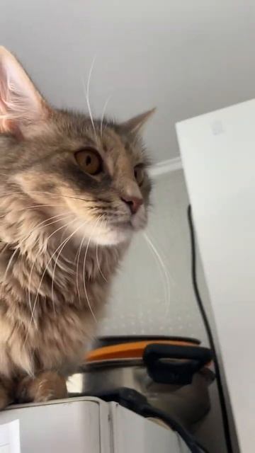 Такая красивая и одна #мята #cat #funny смотреть онлайн