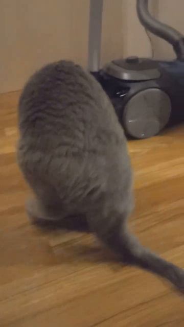 Винсик ест мышку 🙂 смотреть онлайн