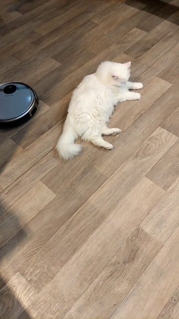 Жёсткий массаж коту Мартину от робота. смотреть онлайн