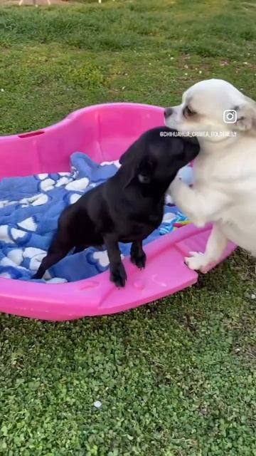 Мальчик в чисто черном костюме,стандартного веса,гото смотреть онлайн