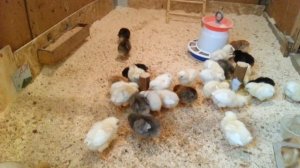 Кормление цыплят с первых дней жизни.