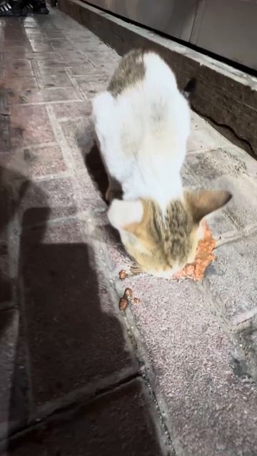 Маленькое дубайское чудо, весом 1,5 кг😺#котик #кошкаду? смотреть онлайн