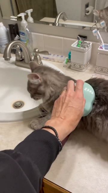 ТАКОЙ МАССАЖЕР НУЖЕН КАЖДОМУ!!! Даже Марли. 😉😻 смотреть онлайн