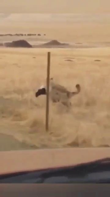 ВОЛК БЕЖИТ С ДОБЫЧЕЙ С ЕГО ВЕС СЛАБОНЕРВНЫМ мимо смотреть онлайн