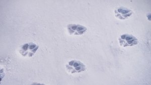 ✨Спокойной ночи, малыши✨011/2025 О чем рассказал снег