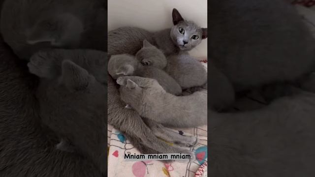 Дизайн садов радости