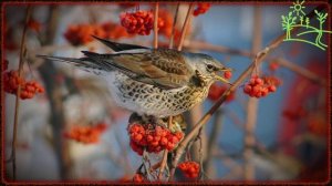Как поёт Дрозд Рябинник (Turdus pilaris)