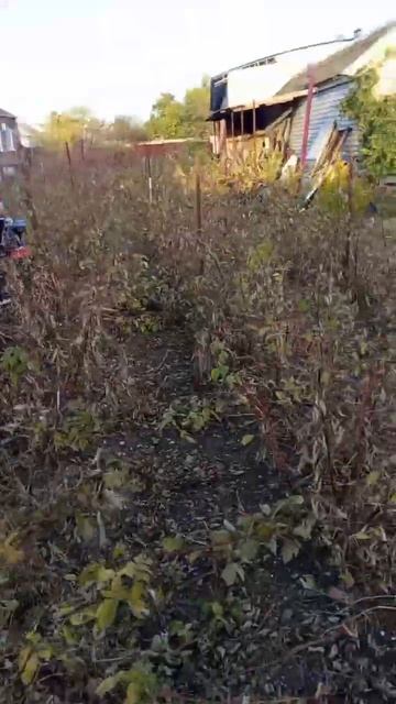 осенние хлопоты #shorts #огород смотреть онлайн