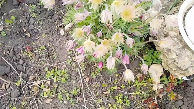 Влог. Вязание, работа в цветнике. смотреть онлайн