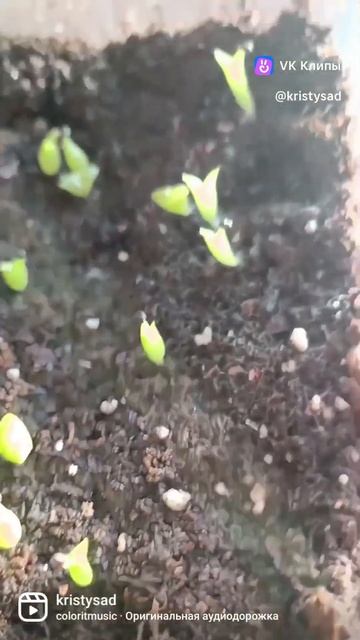 оказывается, их просто вырастить из семян #кактусы #ка? смотреть онлайн