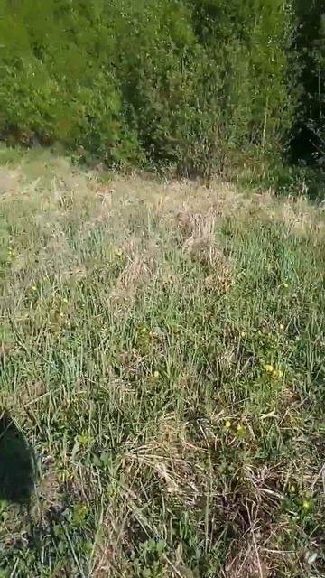 Обкосил место на природе,куда хожу отдыхать с гитарой) смотреть онлайн